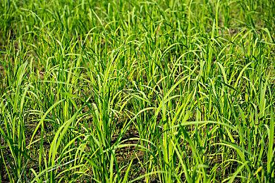 Take Two CEO：未来小型游戏公司竞争会更艰难